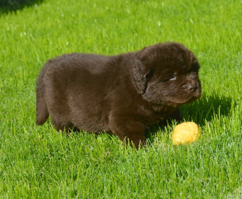 Фотография № 229188