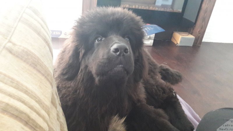 Фото: ньюфаундленд Терра Виктория Жаннет Бусси