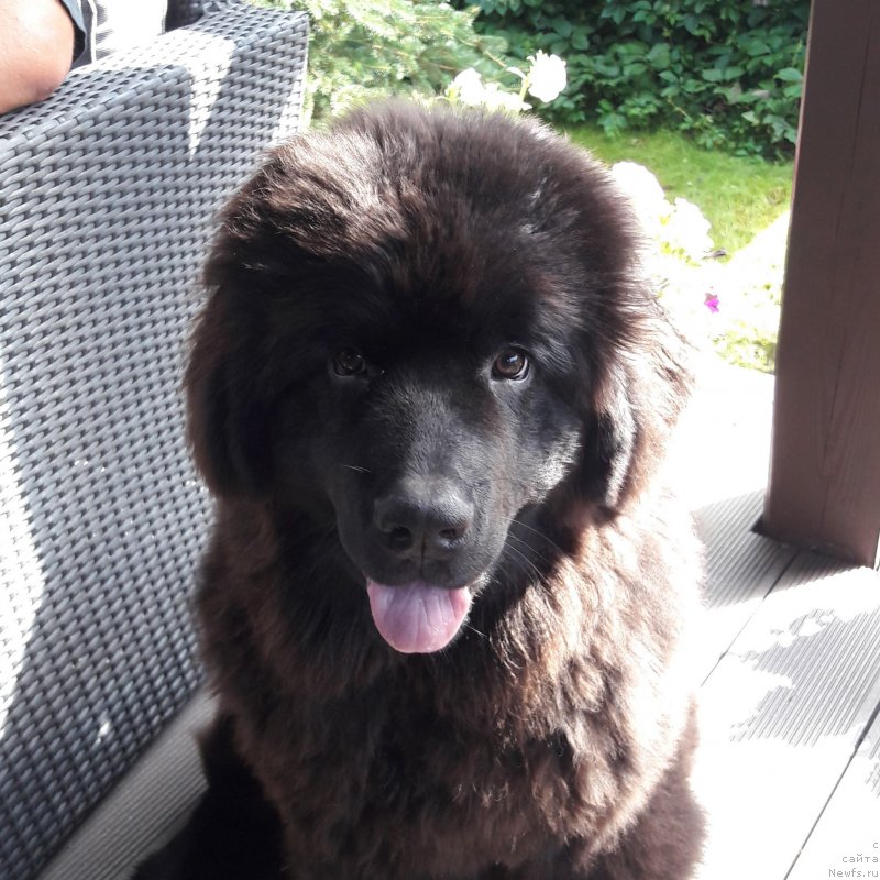 Фото: ньюфаундленд Терра Виктория Жаннет Бусси