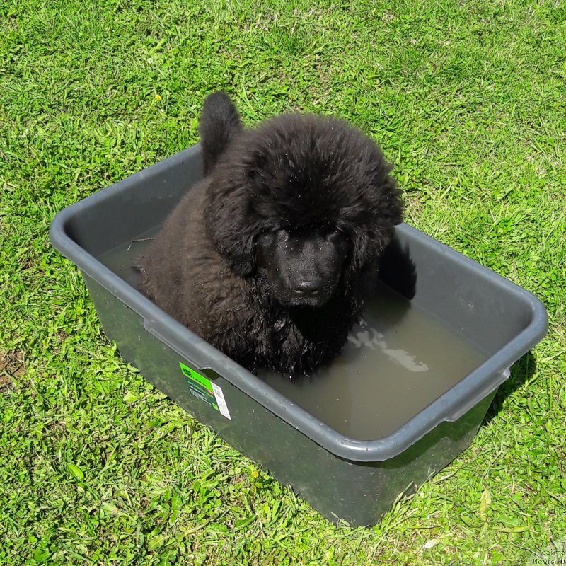 Фото: ньюфаундленд Терра Виктория Жаннет Бусси