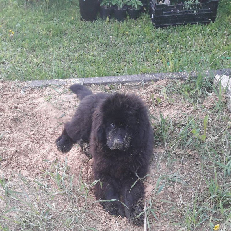 Фотография № 229201