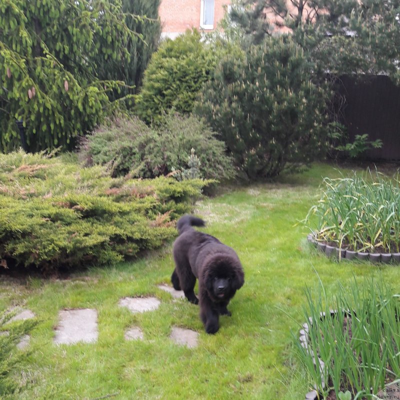 Фото: ньюфаундленд Терра Виктория Жаннет Бусси