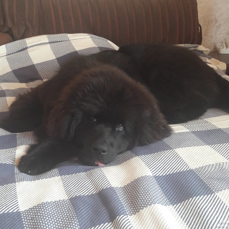 Фото: ньюфаундленд Терра Виктория Жаннет Бусси