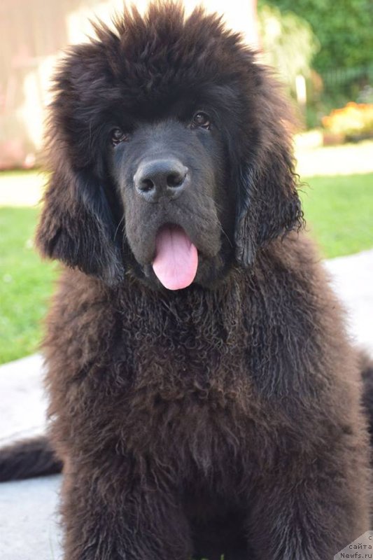 Фотография № 229207