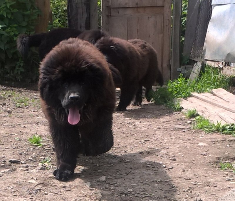 Фото: ньюфаундленд Интер Фоллоу зе Болл