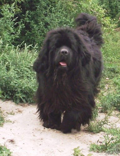 Фото: ньюфаундленд Супер Премиум Овертакинг ис Форбидден