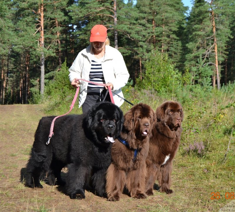 Фото: ньюфаундленд Zhdanny Syn Vialiki Miadzvedz, ньюфаундленд Newettas Vanessa, ньюфаундленд Браунблад МСК Альпина Гуардиан Соул (Brownblood MSK Alpina Guardian Soul)