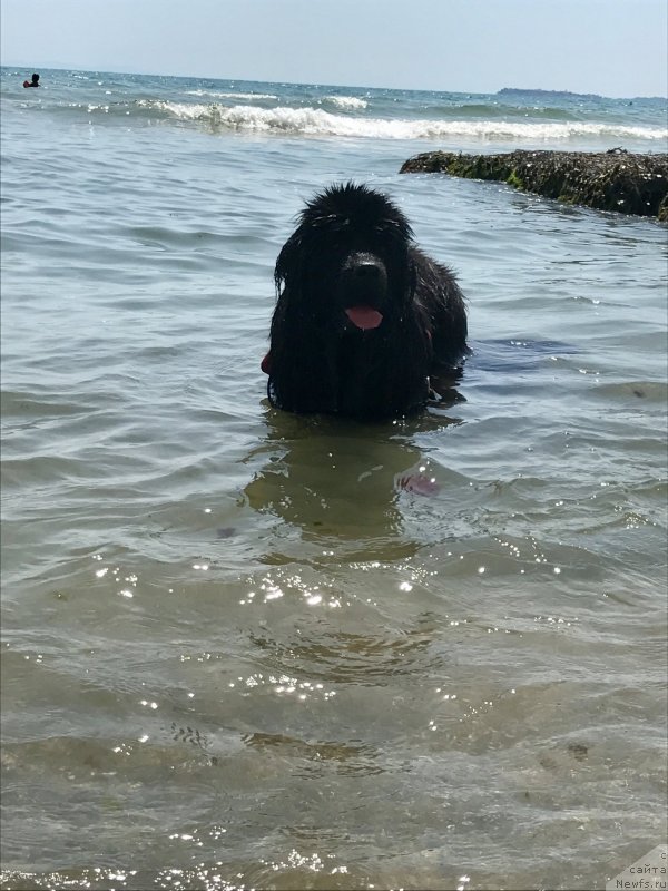 Фото: ньюфаундленд Браунблад МСК Харита Хавва (Brownblood MSK Harita Havva)