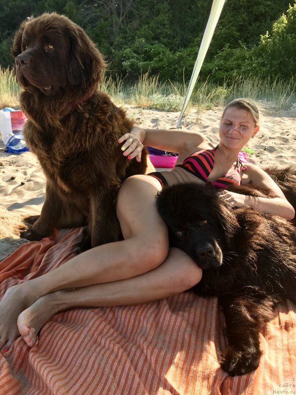 Фото: ньюфаундленд Браунблад МСК Хэппи Тедди (Brownblood MSK Happy Teddy)