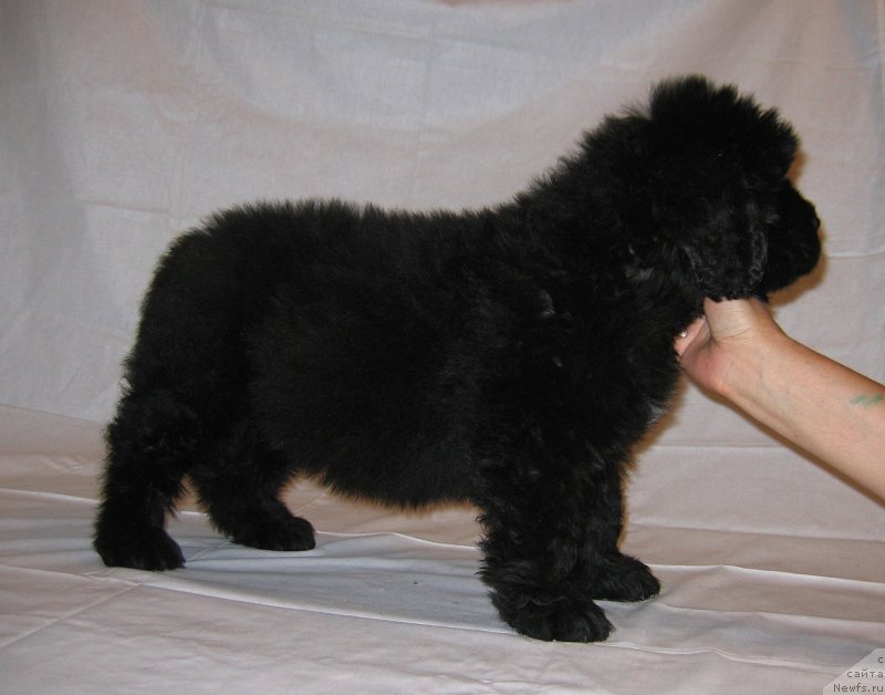 Фото: ньюфаундленд Чингиз Хан из Племени Кедра