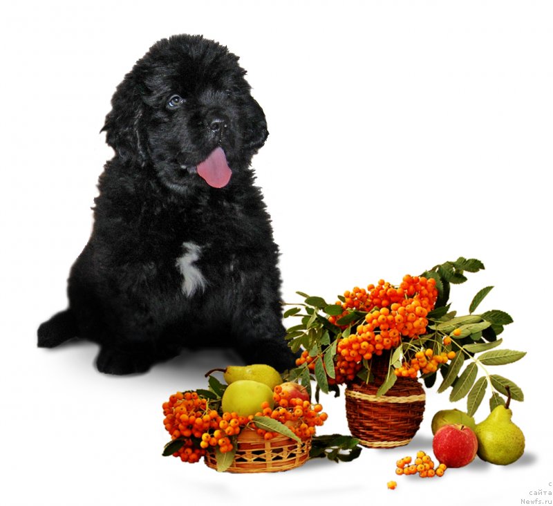 Фото: ньюфаундленд Чингиз Хан из Племени Кедра