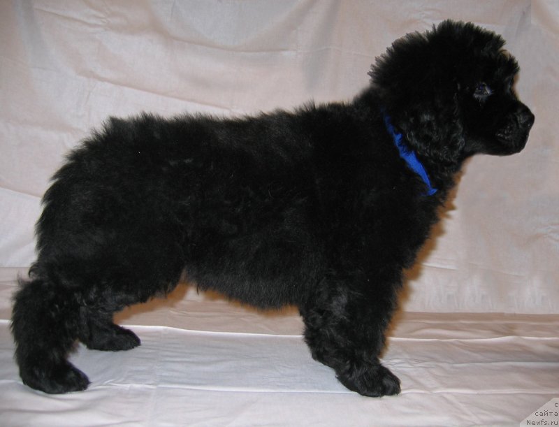 Фото: ньюфаундленд Чёрный Квадрат из Племени Кедра