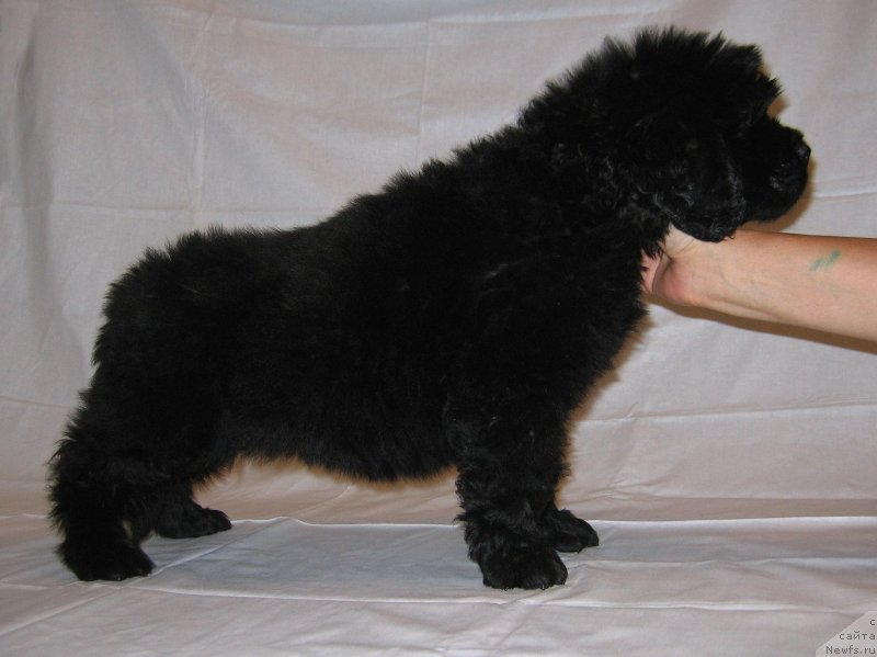 Фото: ньюфаундленд Чеширский Пёс из Племени Кедра