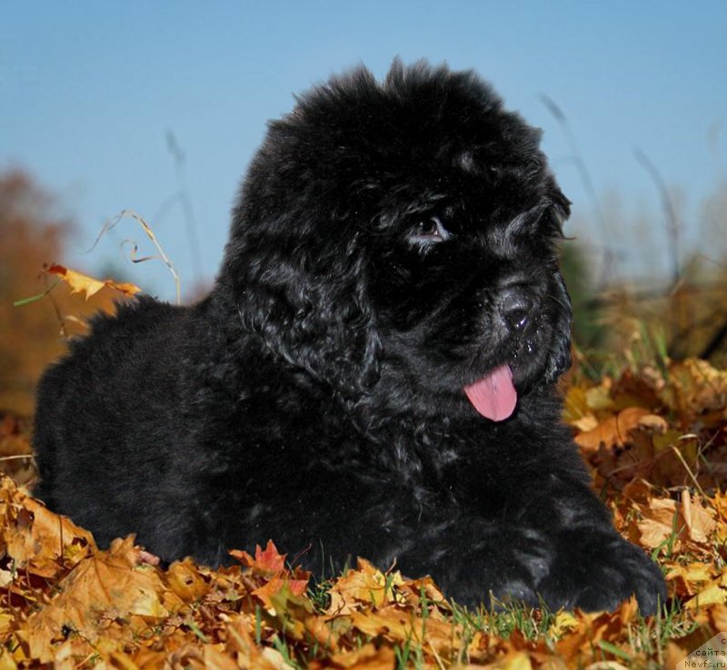 Фотография № 229222