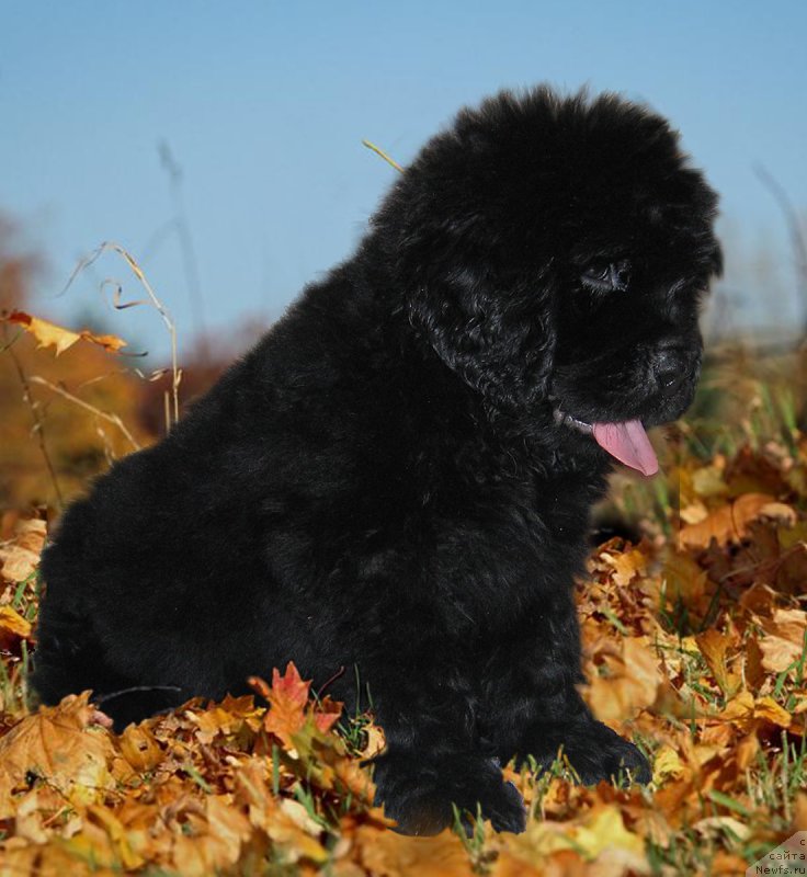 Фотография № 229223