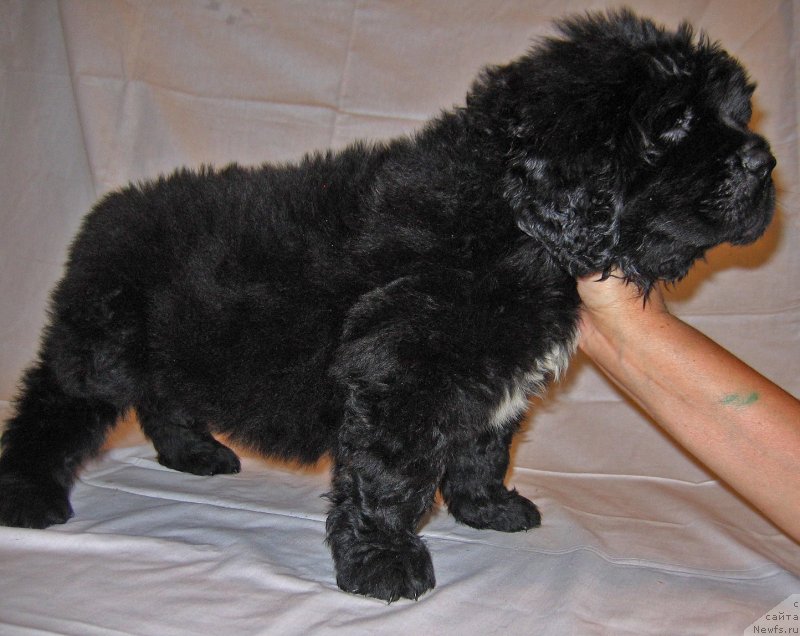 Фото: ньюфаундленд Чакра из Племени Кедра (Chakra iz Plemeni Kedra)