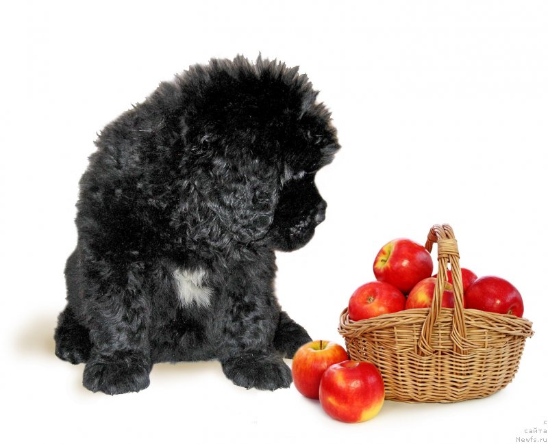 Фотография № 229225