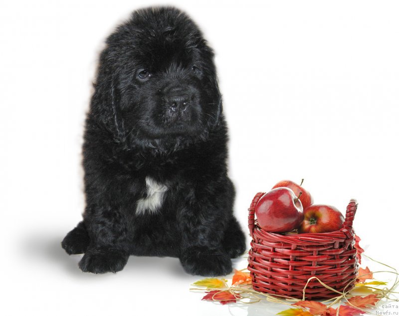 Фотография № 229226