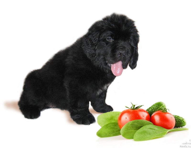 Фотография № 229228