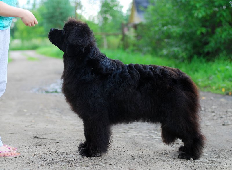 Фото: ньюфаундленд Даймонд Лесли