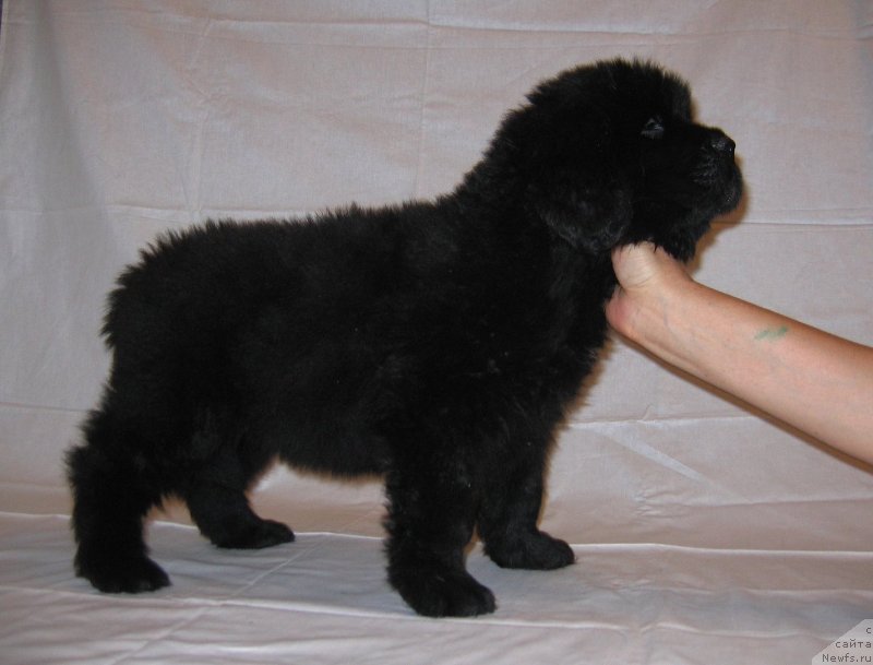 Фото: ньюфаундленд Челеста из Племени Кедра