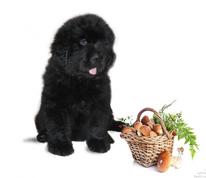 Фото: ньюфаундленд Челеста из Племени Кедра