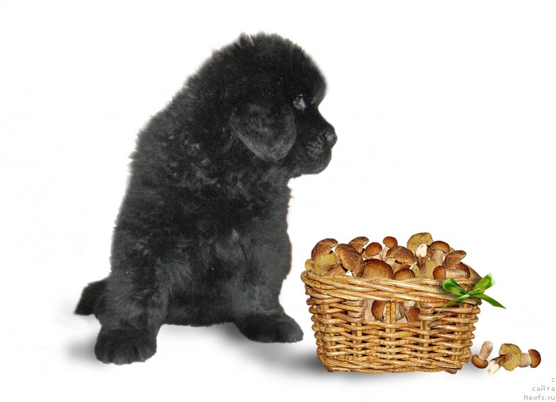 Фотография № 229233