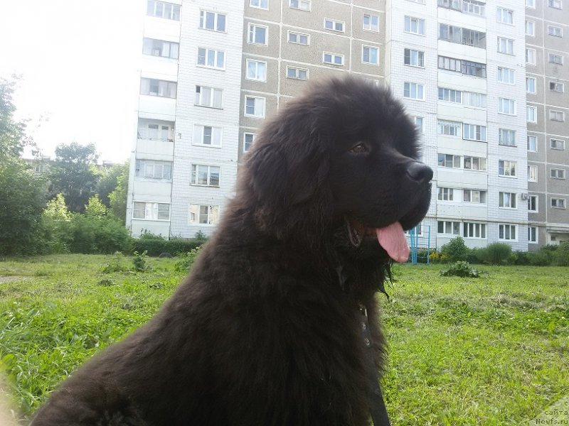 Фото: ньюфаундленд Империал Рашен Голд