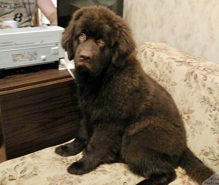Фото: ньюфаундленд Браунблад МСК Ливона Либа (Brownblood MSK Livona Liba)