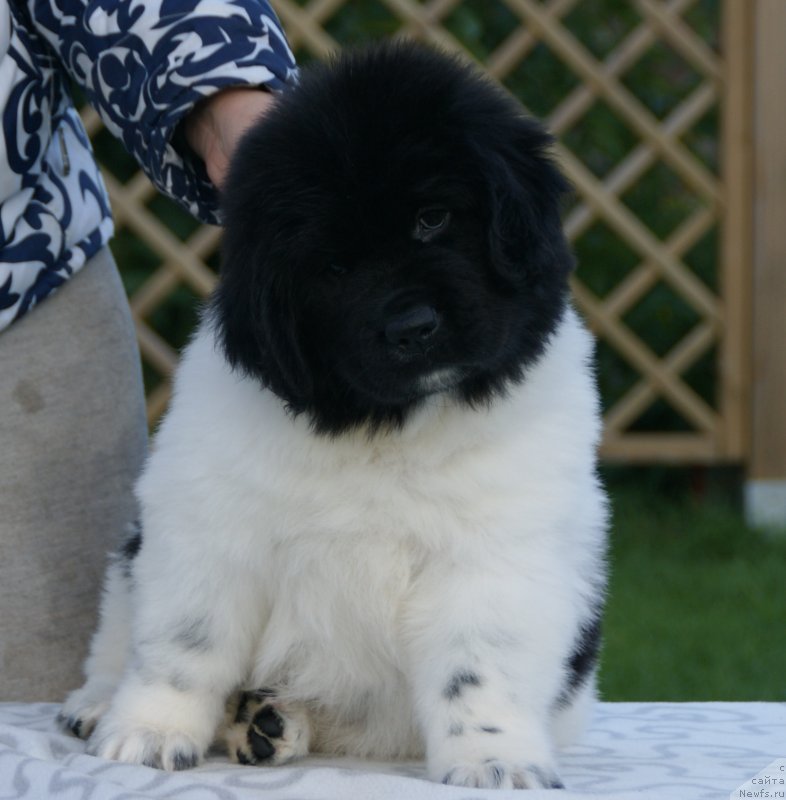 Фото: ньюфаундленд Сноу Викинг Белла