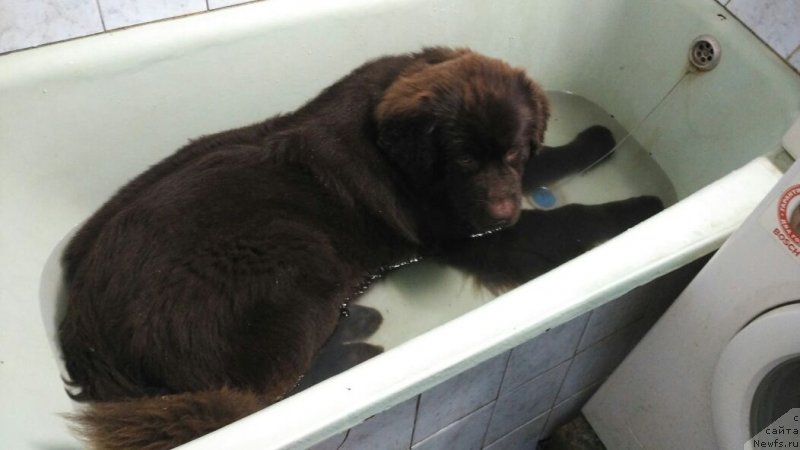 Фото: ньюфаундленд Браунблад МСК Ливона Либа (Brownblood MSK Livona Liba)