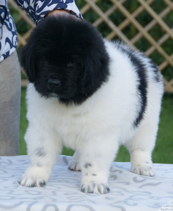 Фото: ньюфаундленд Сноу Викинг Белла