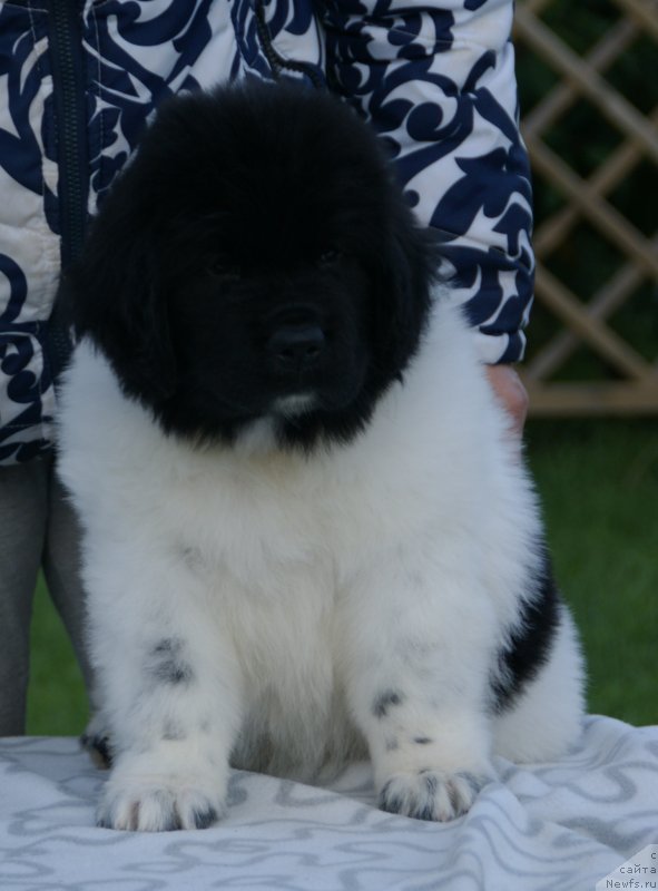 Фото: ньюфаундленд Сноу Викинг Белла