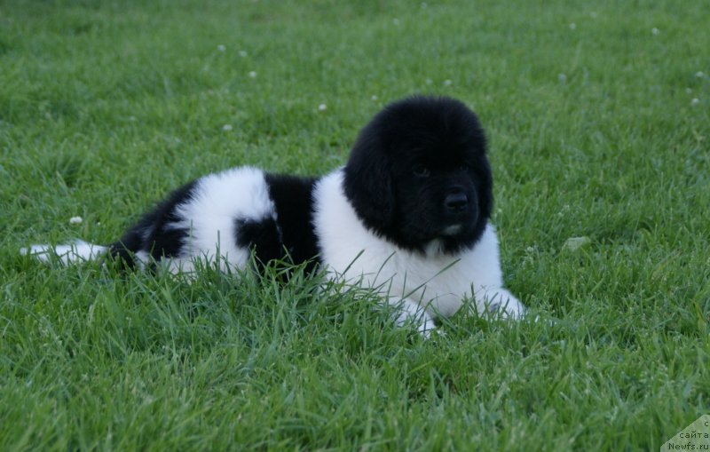 Фото: ньюфаундленд Сноу Викинг Белла