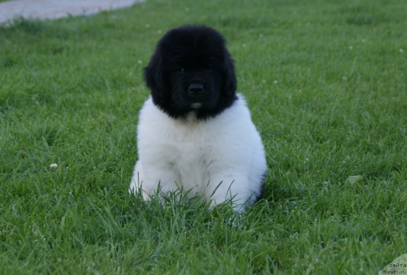 Фото: ньюфаундленд Сноу Викинг Белла