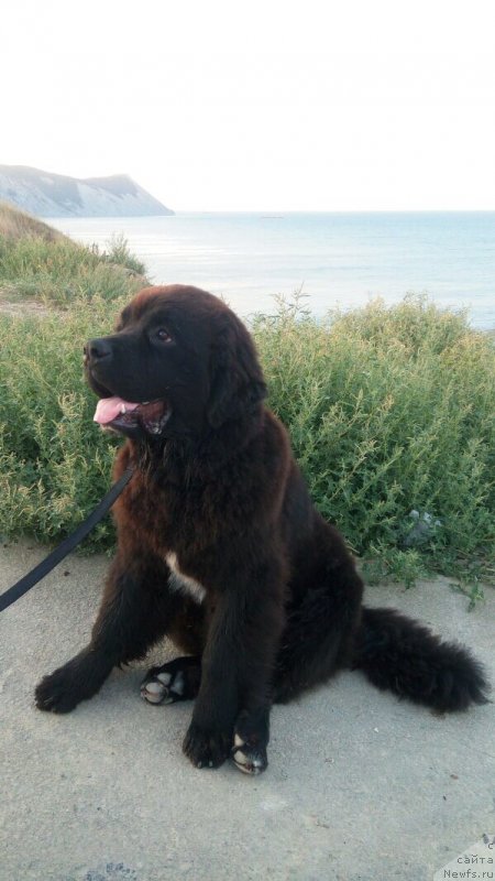 Фото: ньюфаундленд Акватория Келвин Лаврентий