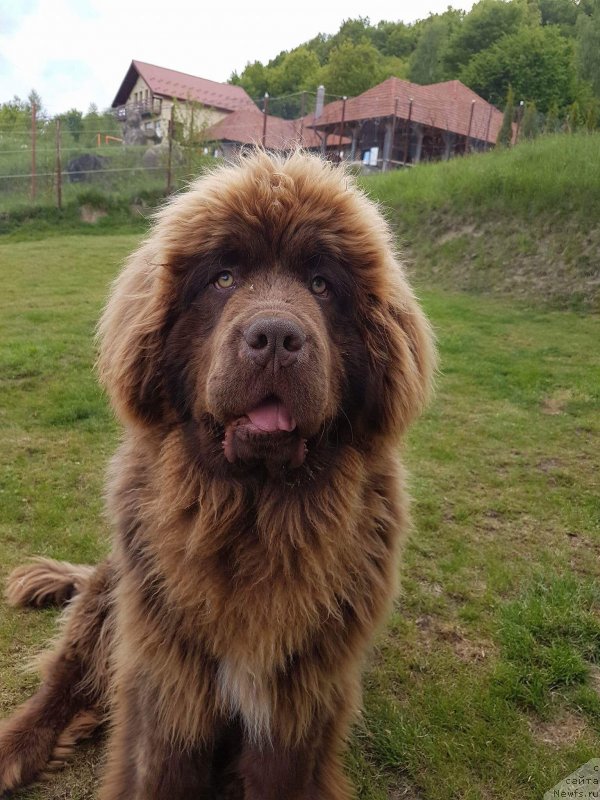 Фото: ньюфаундленд Браунблад МСК Аназер Лав Тендер Эбони (Brownblood MSK Another Love Tender Ebony)