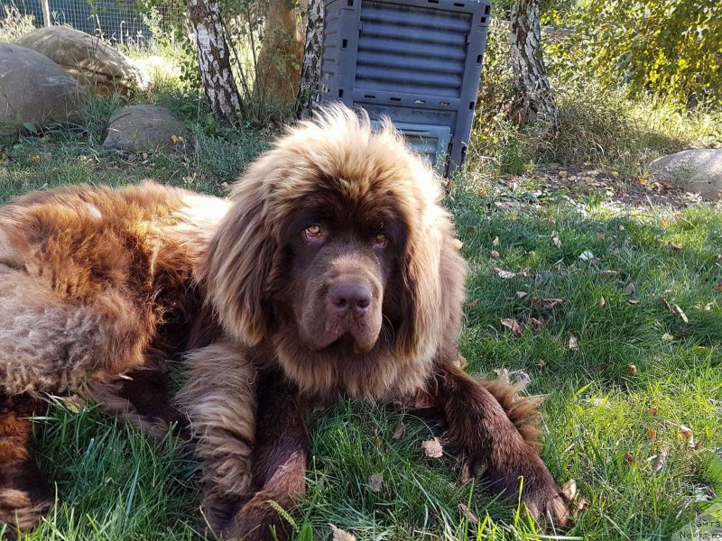 Фото: ньюфаундленд Браунблад МСК Аназер Лав Тендер Эбони (Brownblood MSK Another Love Tender Ebony)