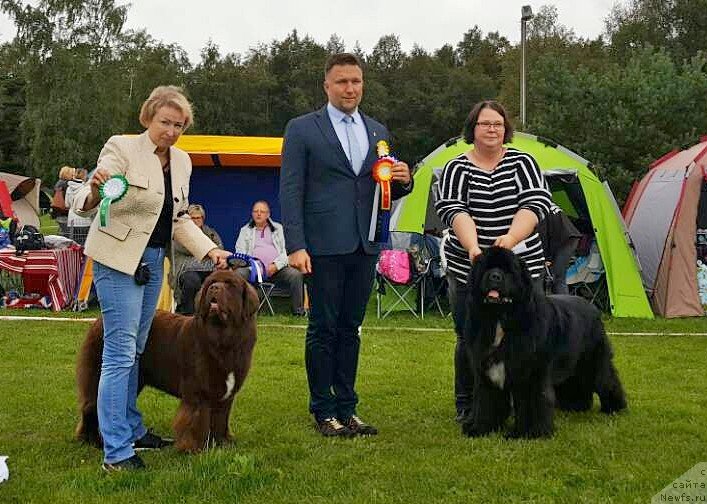 Фото: ньюфаундленд Браунблад МСК Альпина Гуардиан Соул (Brownblood MSK Alpina Guardian Soul)