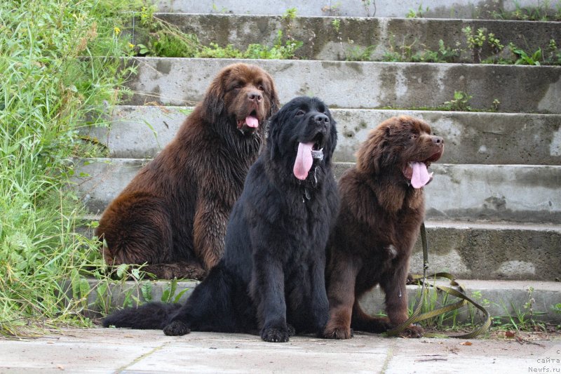 Фото: ньюфаундленд Браунблад МСК Абрамс-Стронг (Brownblood MSK Abrams-Strong), ньюфаундленд Черная Мафия Беауту Беуонд Сенсес (Chernaya Mafia Beauty Beyond Senses), ньюфаундленд Браунблад МСК Ларчи Ардон (Brownblood MSK Larchie Ardon)