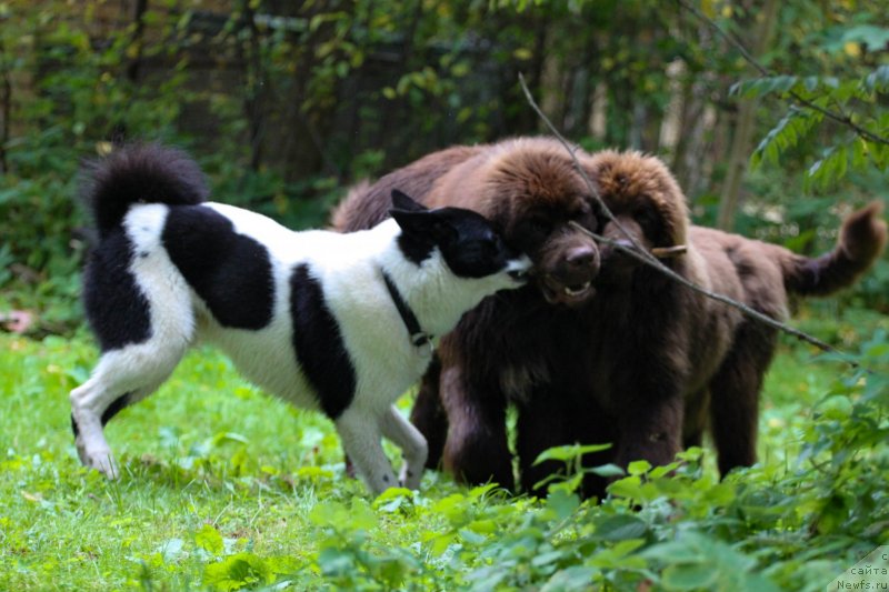 Фото: ньюфаундленд Браунблад МСК Абрамс-Стронг (Brownblood MSK Abrams-Strong), ньюфаундленд Браунблад МСК Дарлина Джой (Brownblood MSK Darlina Joy)
