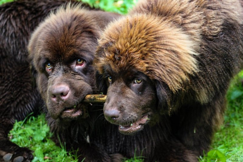 Фото: ньюфаундленд Браунблад МСК Абрамс-Стронг (Brownblood MSK Abrams-Strong), ньюфаундленд Браунблад МСК Дарлина Джой (Brownblood MSK Darlina Joy)