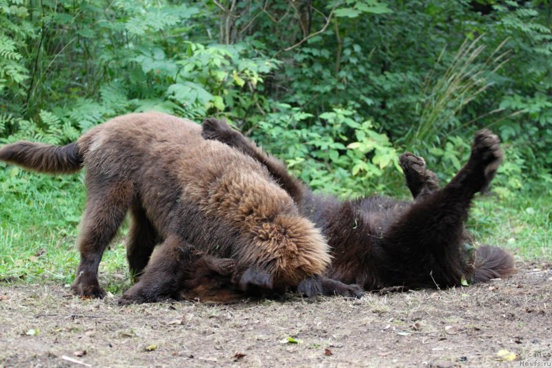 Фото: ньюфаундленд Браунблад МСК Абрамс-Стронг (Brownblood MSK Abrams-Strong), ньюфаундленд Браунблад МСК Дарлина Джой (Brownblood MSK Darlina Joy)