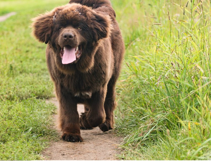 Фото: ньюфаундленд Браунблад МСК Ларчи Ардон (Brownblood MSK Larchie Ardon)