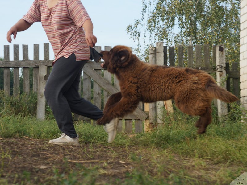 Фото: ньюфаундленд Браунблад МСК Дэлиция Шари (Brownblood MSK Delicia Shari), Ольга Розмахова