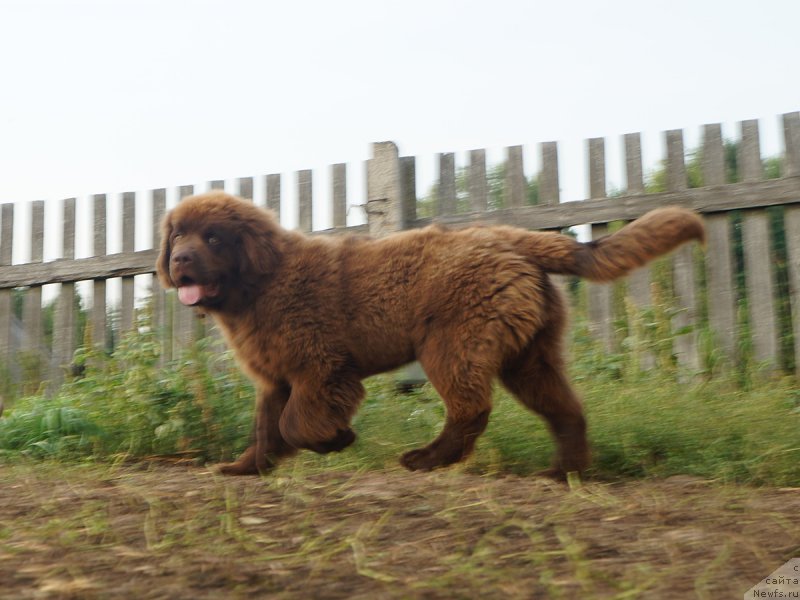 Фотография № 229278