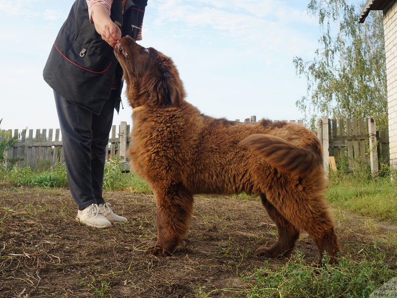 Фотография № 229279