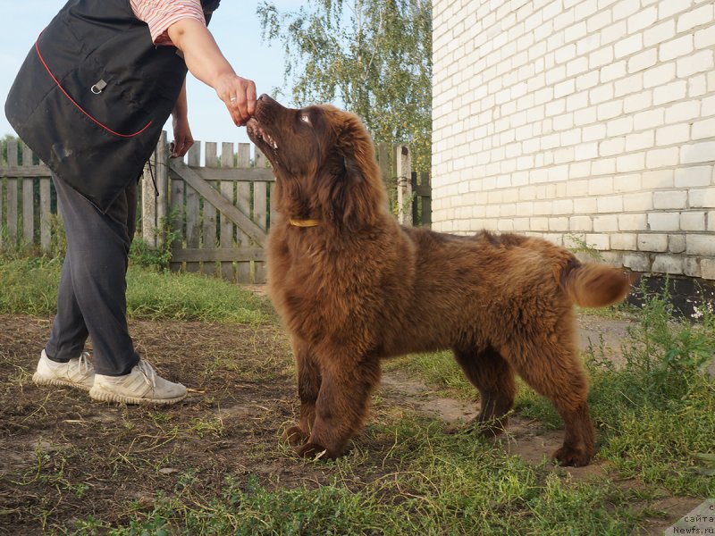 Фотография № 229280