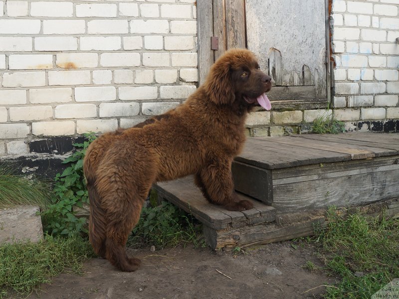 Фотография № 229286