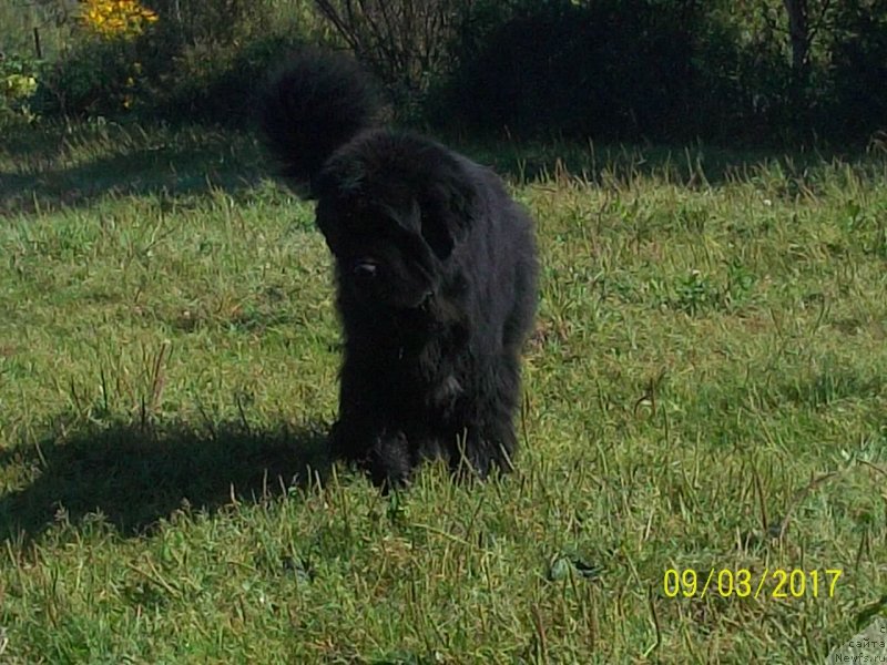 Фото: ньюфаундленд Супер Премиум Микадо (Super Premium Mikado)